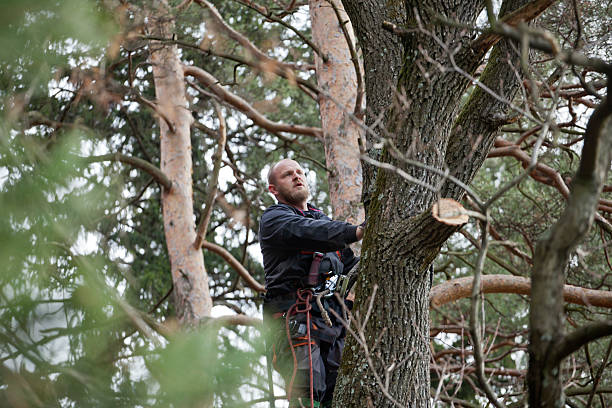 Reliable Centre Hall, PA Tree Services Solutions