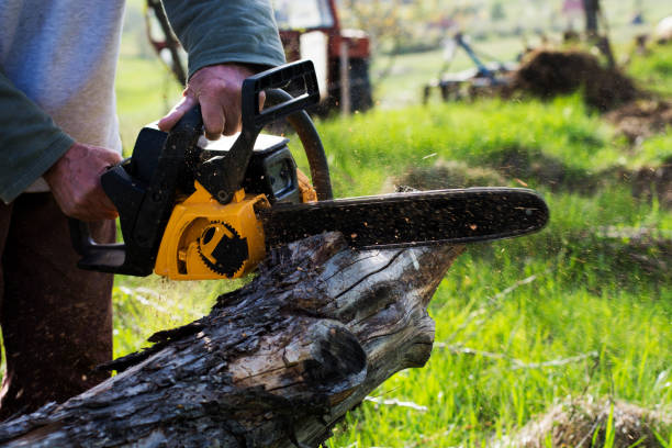 How Our Tree Care Process Works  in  Centre Hall, PA